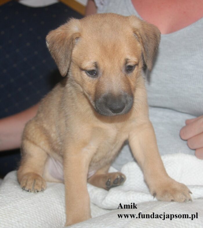 Amik - obrazek 7