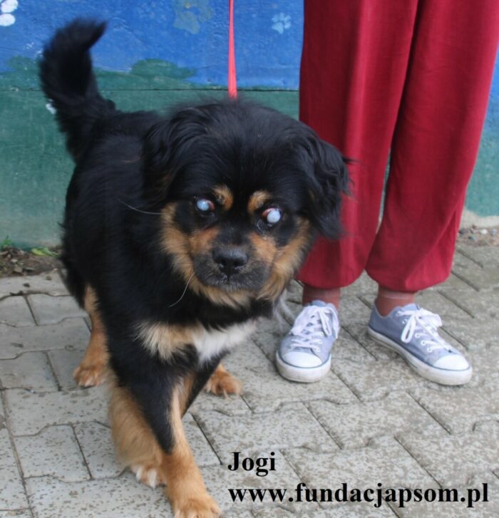 Jogi