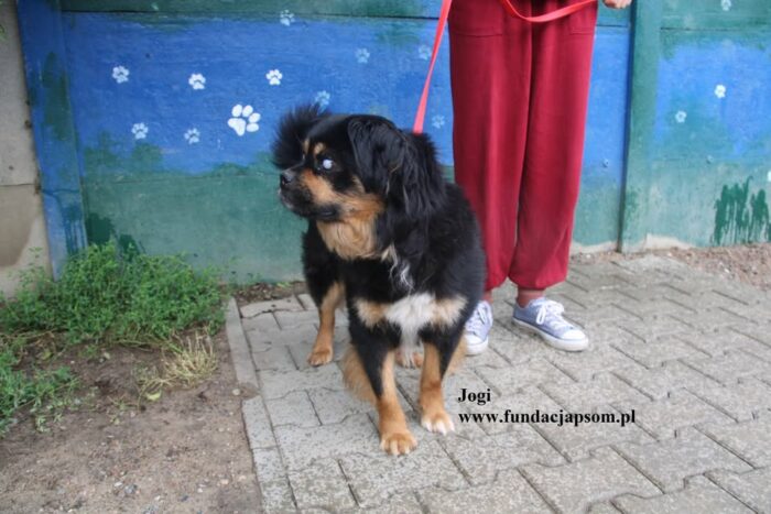 Jogi - obrazek 4