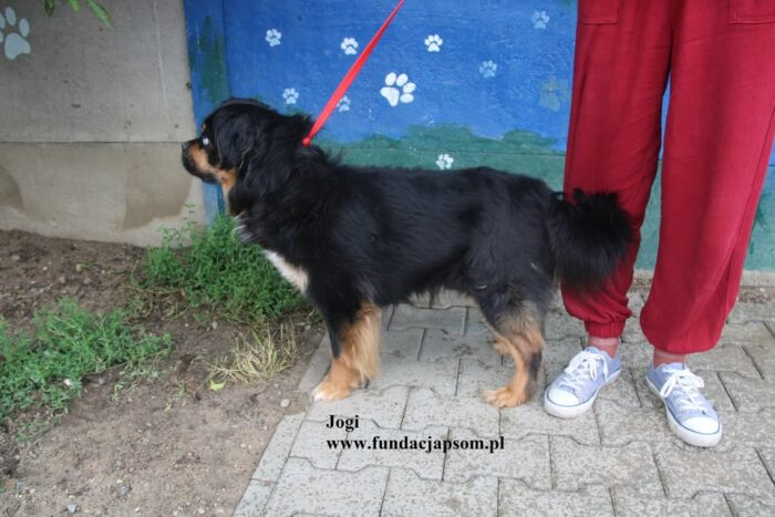 Jogi - obrazek 7