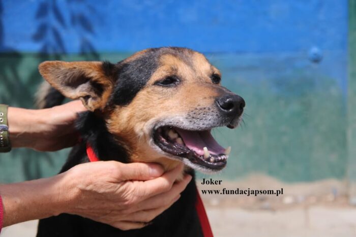 Joker - obrazek 5