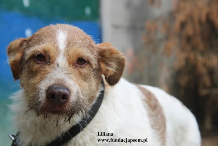 Liliana