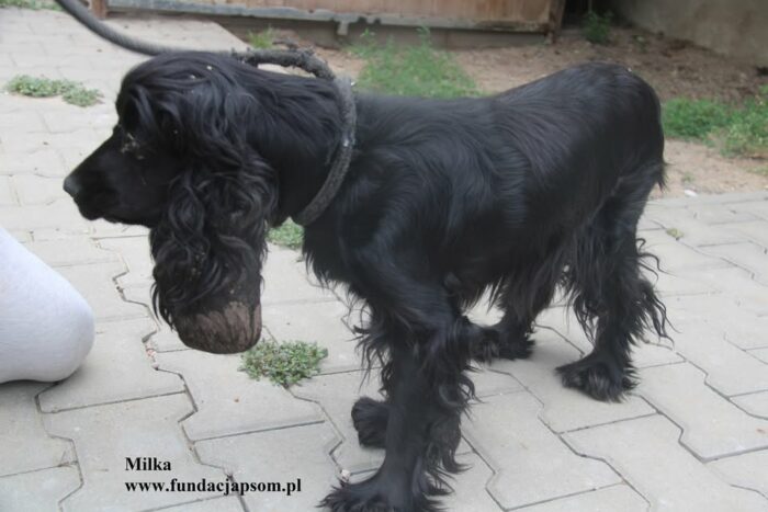 Milka - obrazek 3