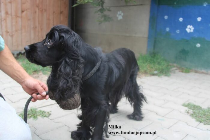 Milka - obrazek 6