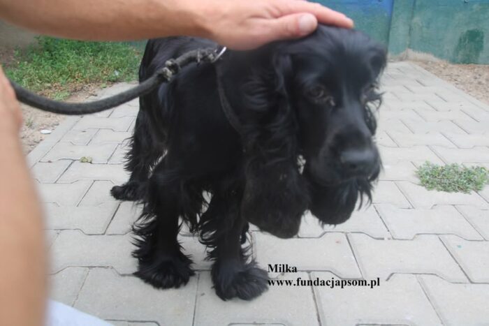 Milka - obrazek 7