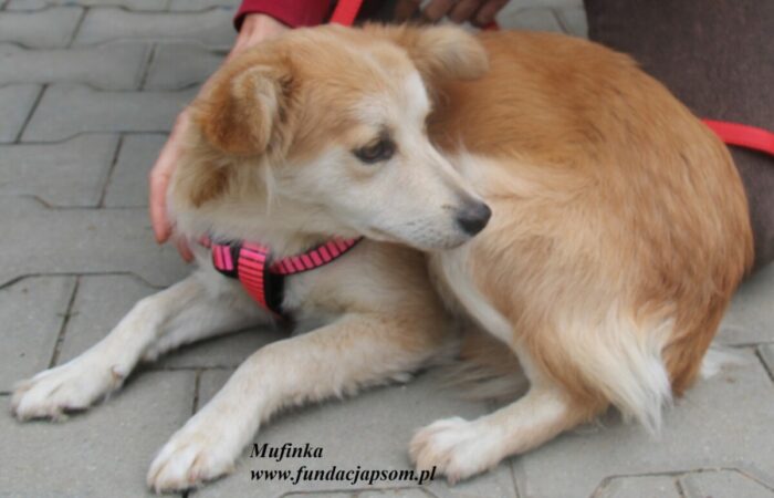 Mufinka - obrazek 5
