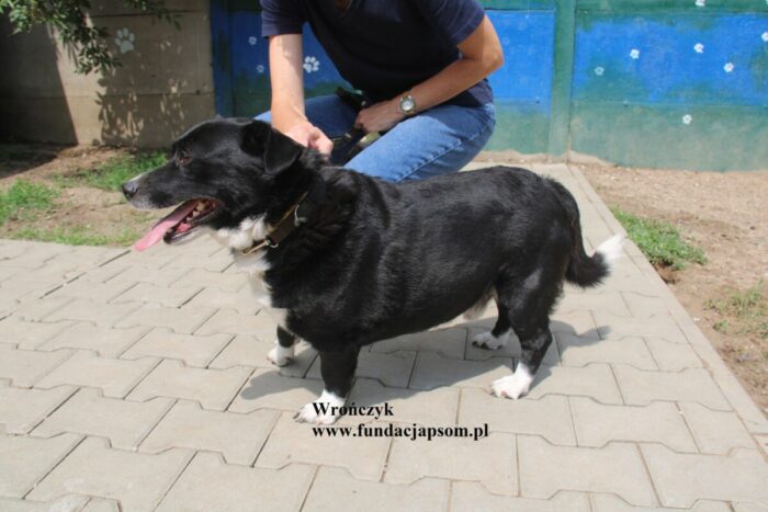 Wrończyk - obrazek 7