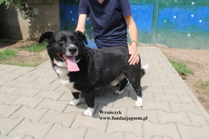 Wrończyk - obrazek 9