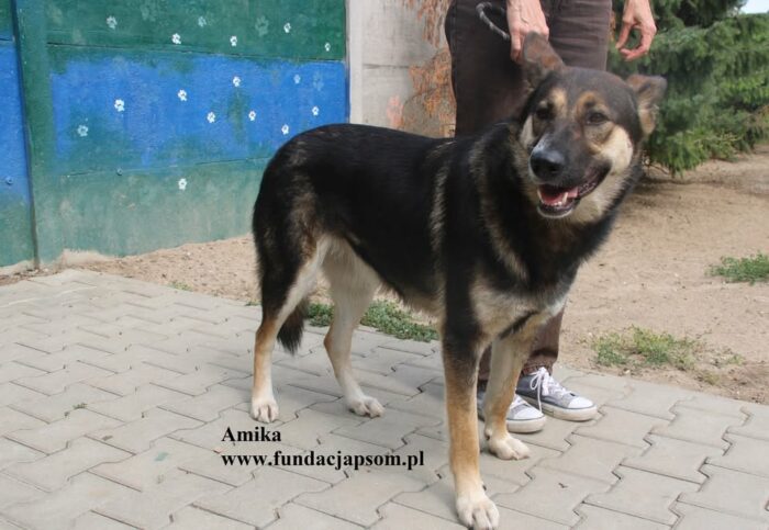 Amika - obrazek 3