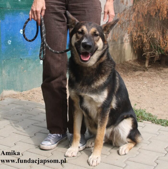 Amika - obrazek 4