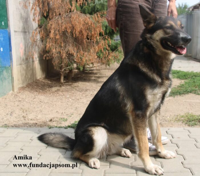 Amika - obrazek 5