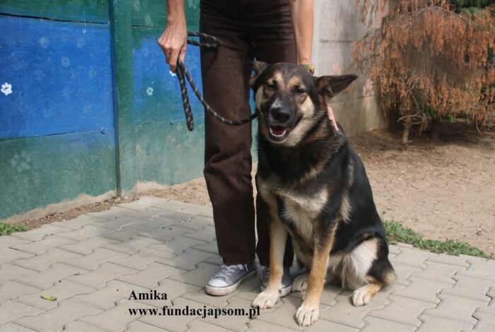 Amika - obrazek 9