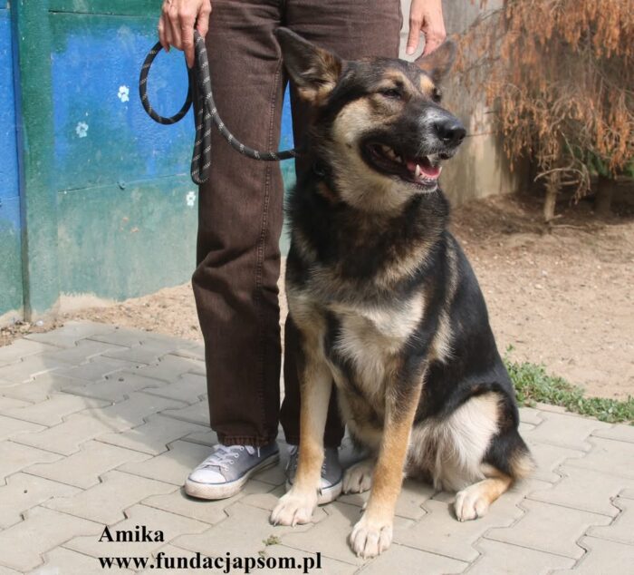 Amika - obrazek 10