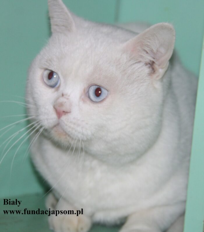 Biały - obrazek 2