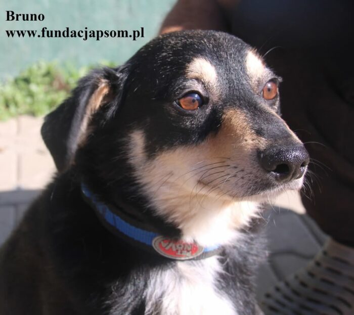 Bruno - obrazek 3