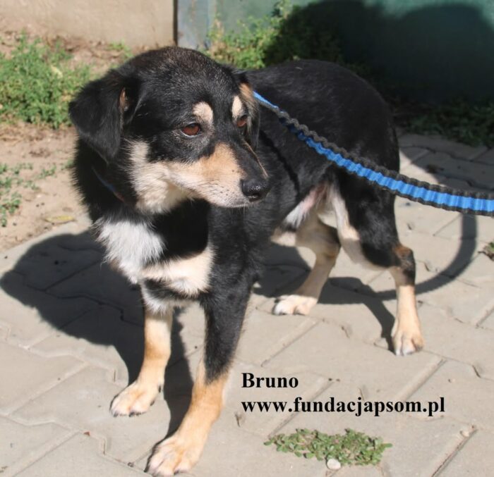 Bruno - obrazek 4