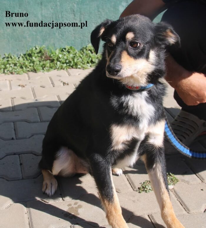 Bruno - obrazek 5