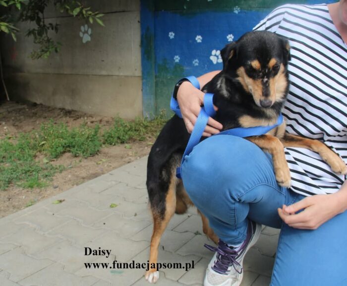 Daisy - obrazek 4