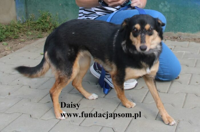 Daisy - obrazek 5