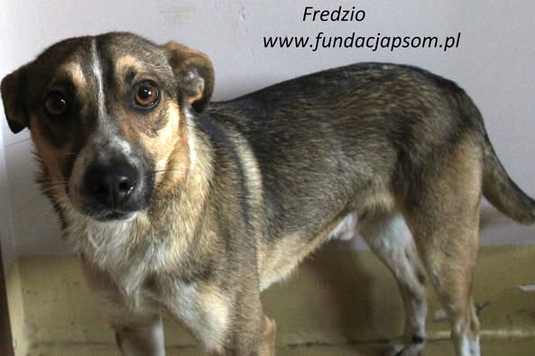 Fredzio1