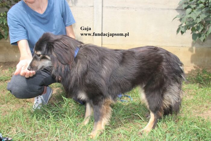 Gaja - obrazek 5