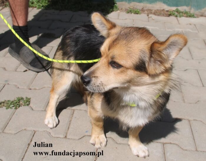 Julian - obrazek 5