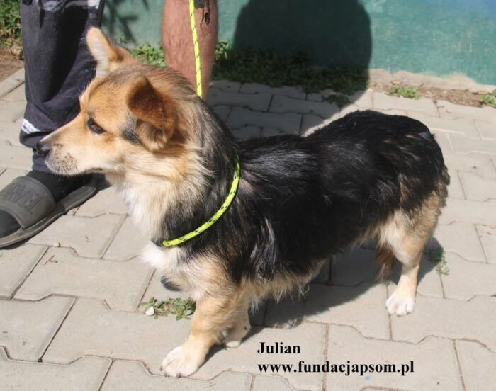 Julian - obrazek 6
