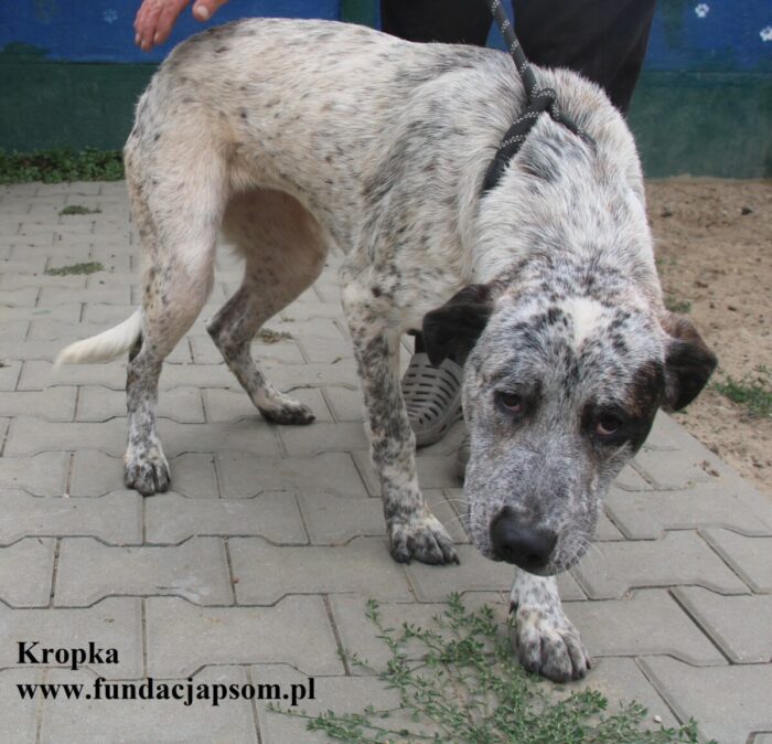 Kropka - obrazek 2
