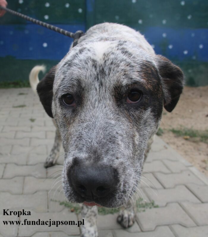 Kropka - obrazek 3