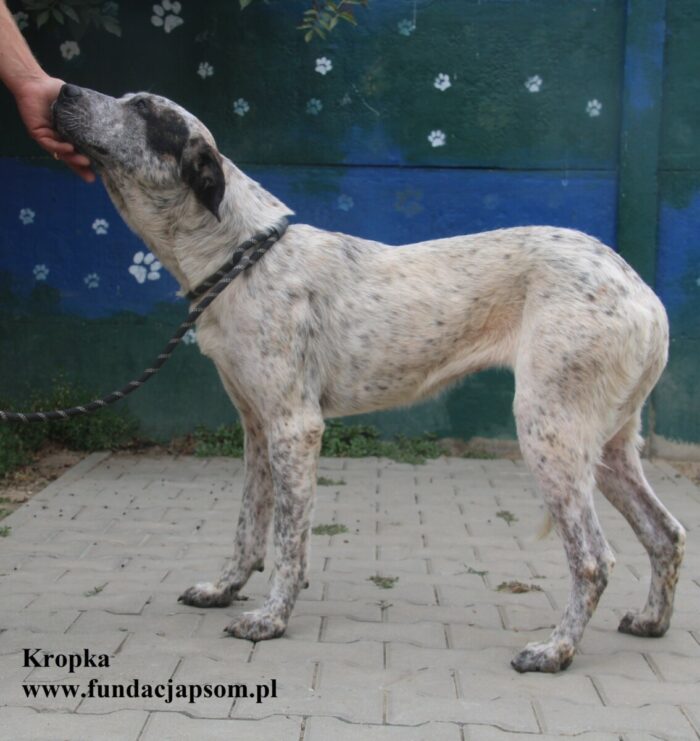 Kropka - obrazek 6
