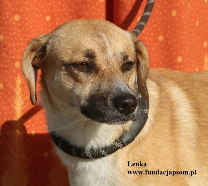 Lenka