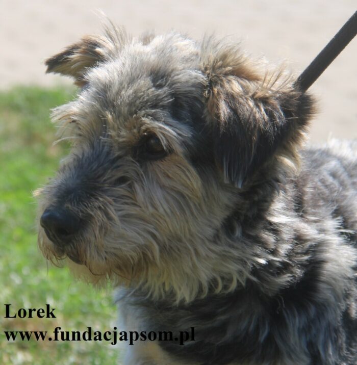 Lorek - obrazek 2