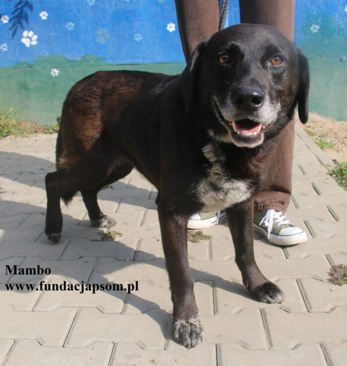 Mambo - obrazek 3