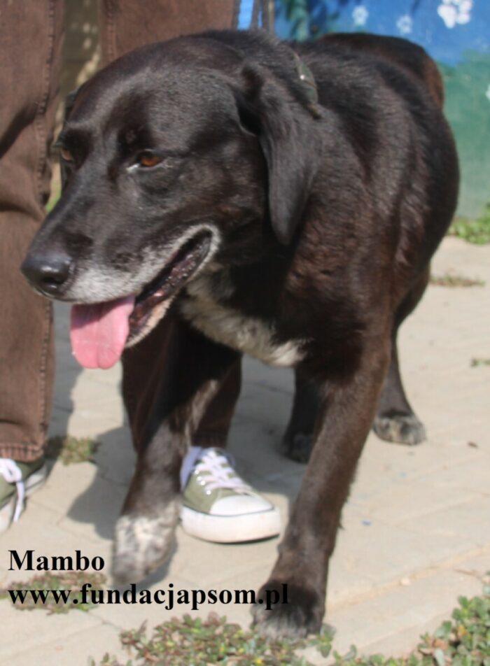 Mambo - obrazek 7