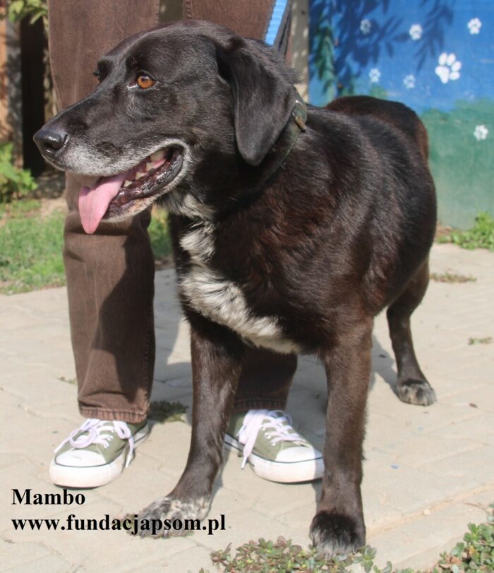 Mambo - obrazek 8
