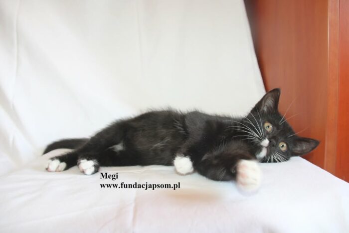 Megi - obrazek 7
