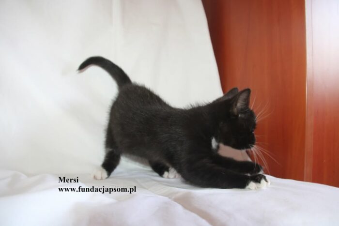 Mersi - obrazek 8