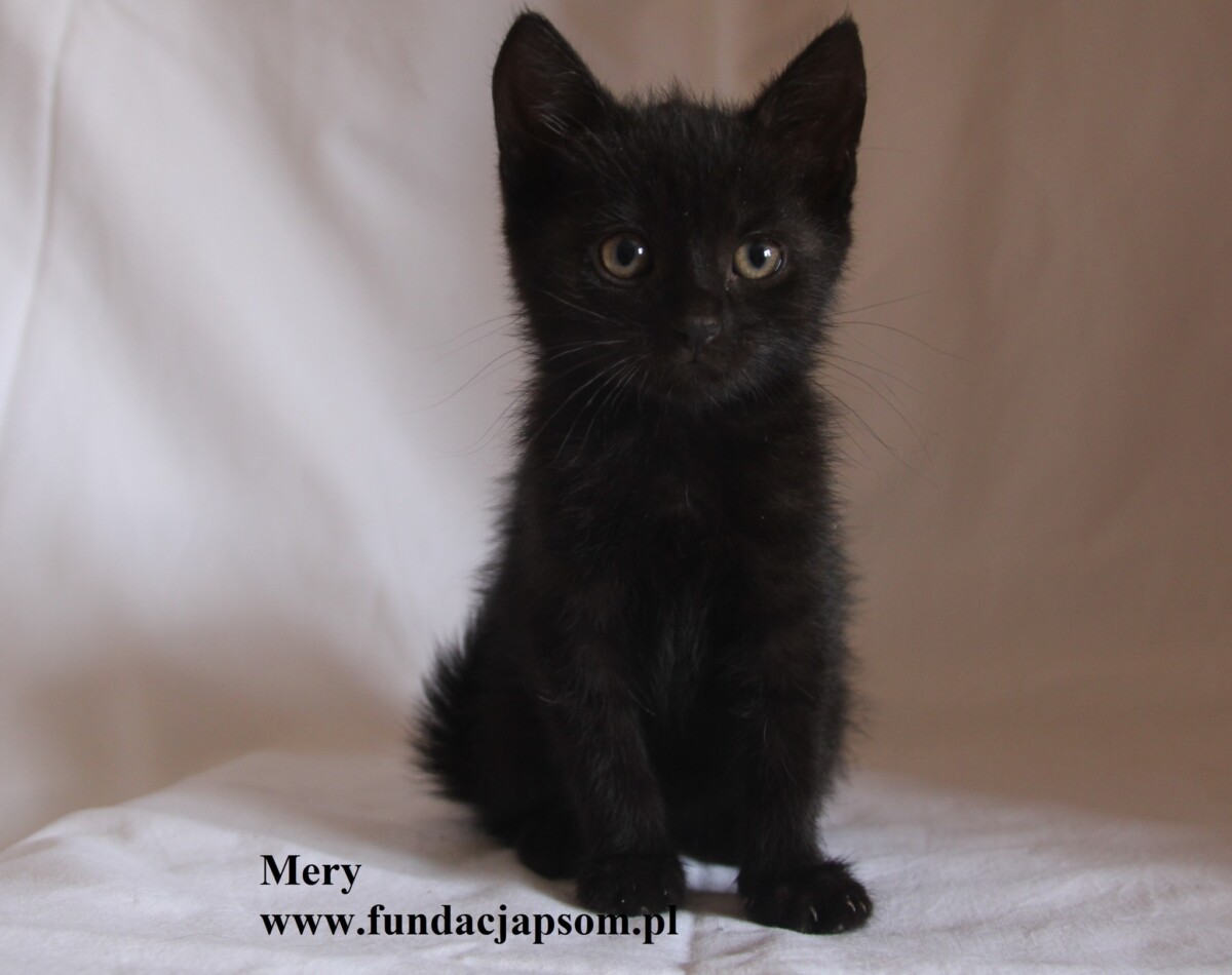 Mery 1