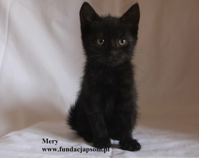 Mery