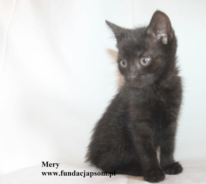 Mery - obrazek 4