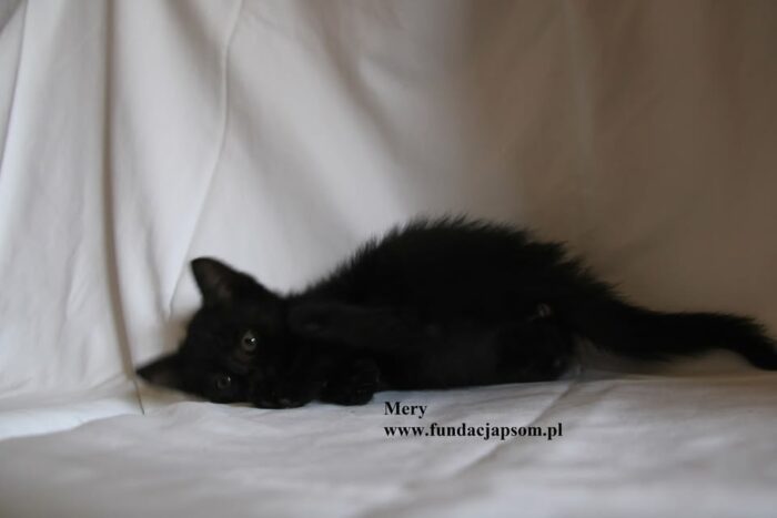 Mery - obrazek 5