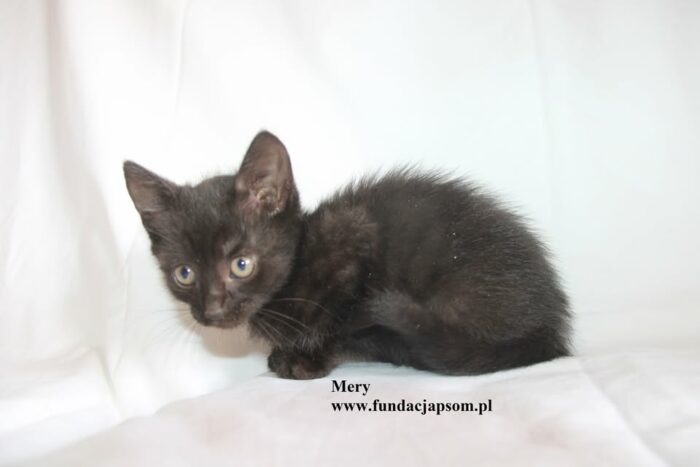 Mery - obrazek 6