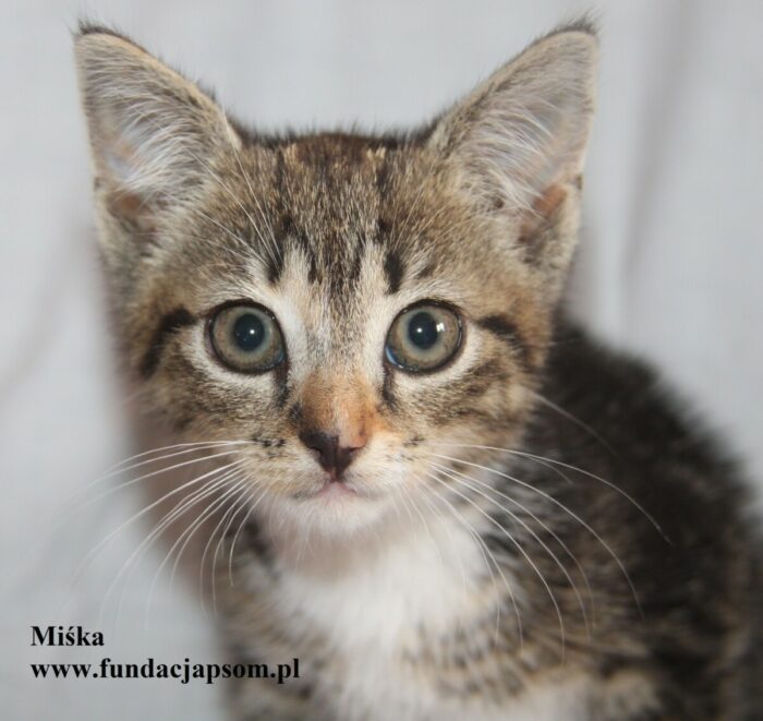 Miśka