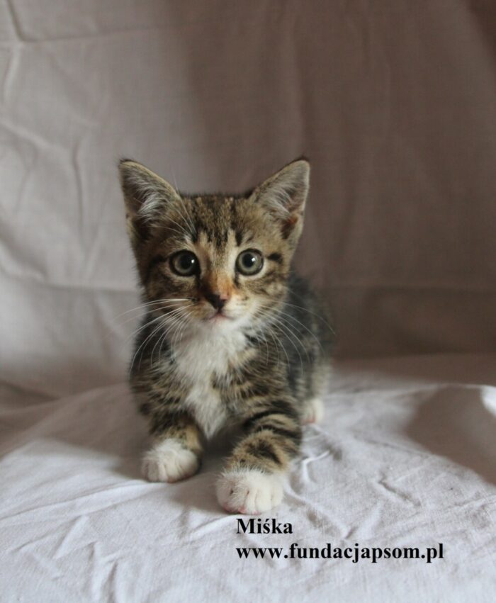 Miśka - obrazek 2