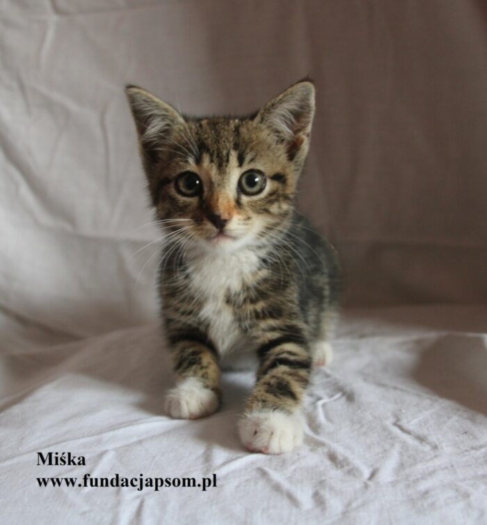 Miśka - obrazek 3
