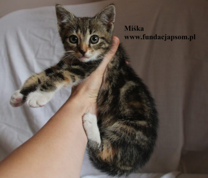 Miśka - obrazek 4