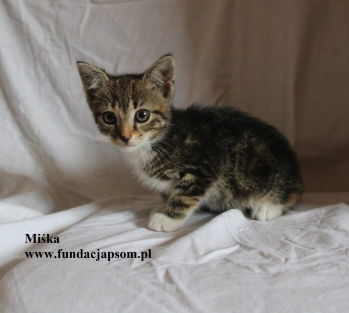 Miśka - obrazek 5