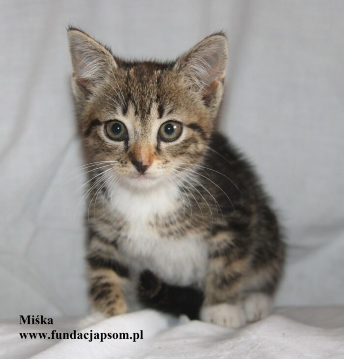Miśka - obrazek 6