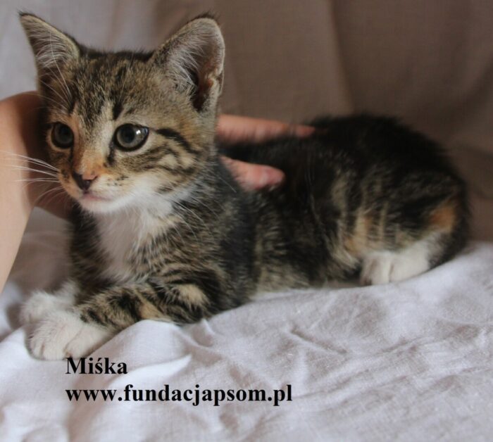Miśka - obrazek 7