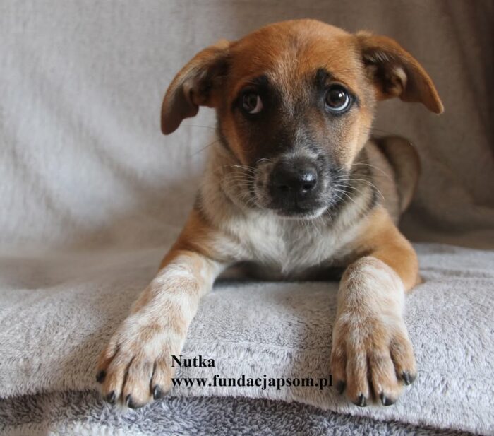 Nutka - obrazek 4
